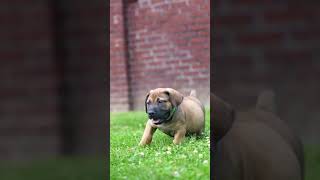 You Cant Top A Seriously Self-Assured Boerboel Pup shorts boerboels boerboelpuppies