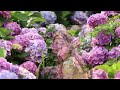 紫陽花 ふきのとう    MV By あぶさん   ふきのとうに約50年間の【愛と感謝の気持ちを込めて】