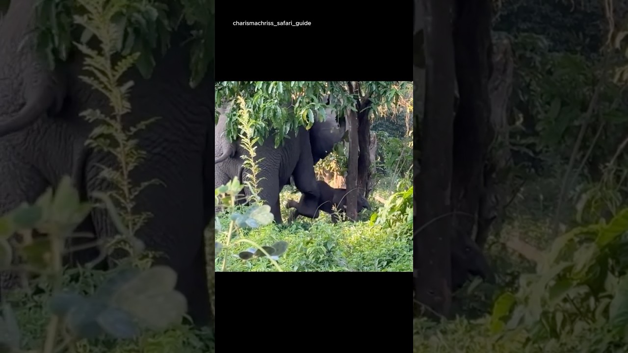 This Elephant Changed Strategy — And Saved His Baby