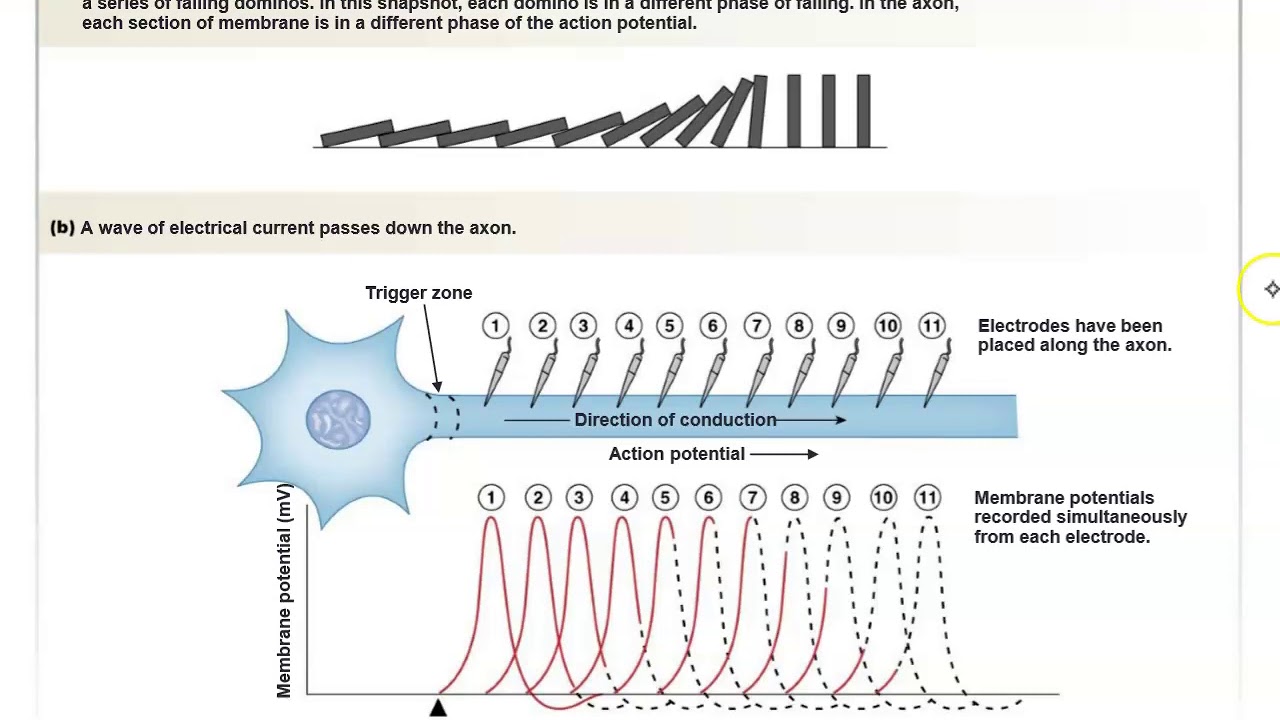 Intro to the nervous system part 2 - YouTube