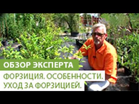 Форзиция. Особенности форзиции. Уход за форзицией.