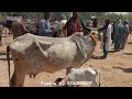 Talhar animals market 2024 farhan pardesi vlogs