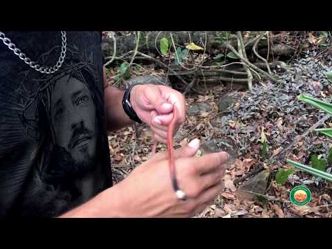Filhote de muçurana  // cobra preta // muçurana tem veneno?