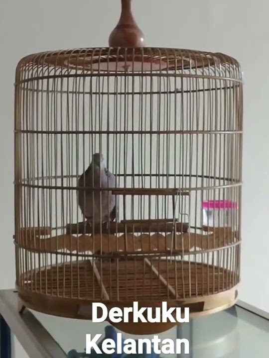 derkuku kelantan gacor