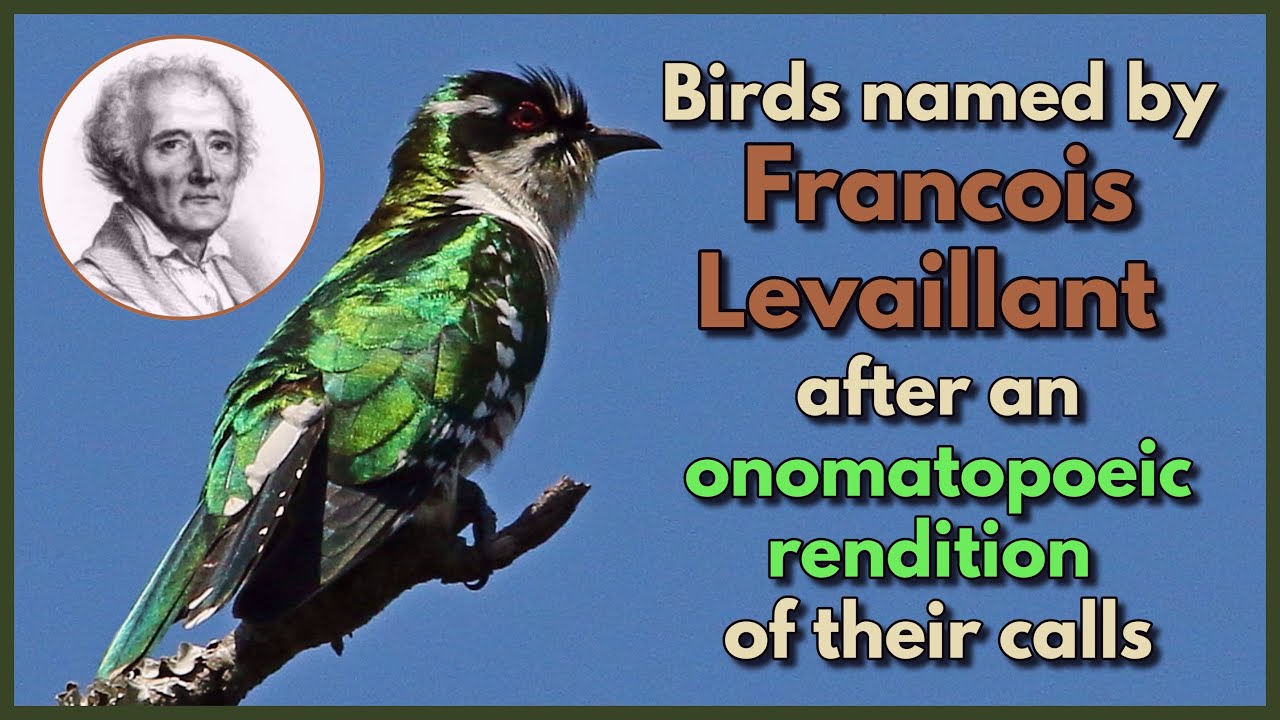 Птицы, названные Франсуа Левайяном по звукоподражательной интерпретации их звуков