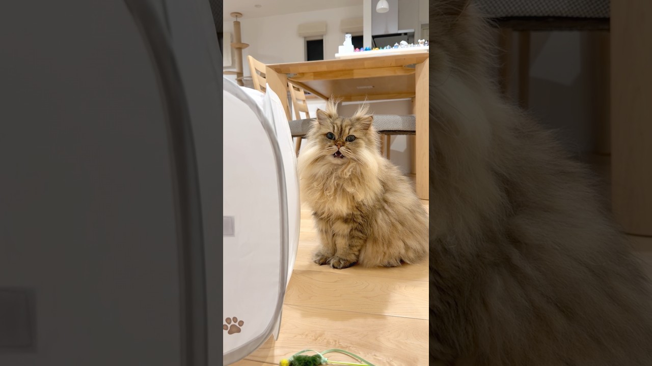 口を開けて鳴く準備をする猫 【サイベリアン】 #Shorts