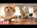 猫とライブ配信！ねこなま配信中♪