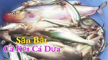 Săn Bắt Cá Kết Cá Dứa Câu Mồi Độc Lạ Nhất Miền Tây Sông Nước / Kiềm Rapper