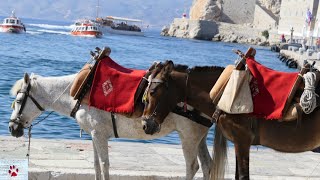 Daily life of the working mules in Hydra, Greece by The Orphan Pet 1,718 views 7 months ago 3 minutes, 16 seconds