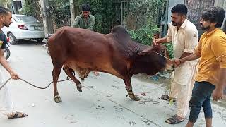 Bull Qurbani On Eid 2021 | Heavy Cow Qurbani