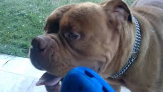 Dogue De Bordeaux - Playing Hard &amp; Funny