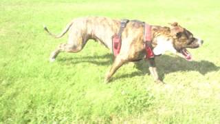 2 American Bullys And An American Pit Bull Terrier