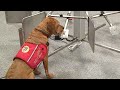 Medical detection dogs: Sniffer dogs for cancer and now coronavirus!