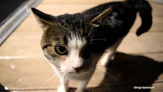 Cat who lives in an airport by Giorgi Aptsiauri 344 views 2 years ago 1 minute, 54 seconds