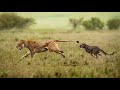 Qeybtii3 dhaqanka haramcadka   animals    documentary     wildlife  nature