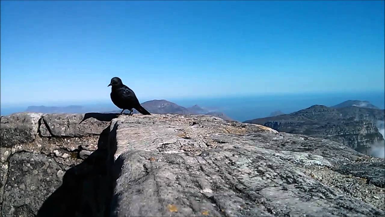 Dubmood - Sentinent Engine