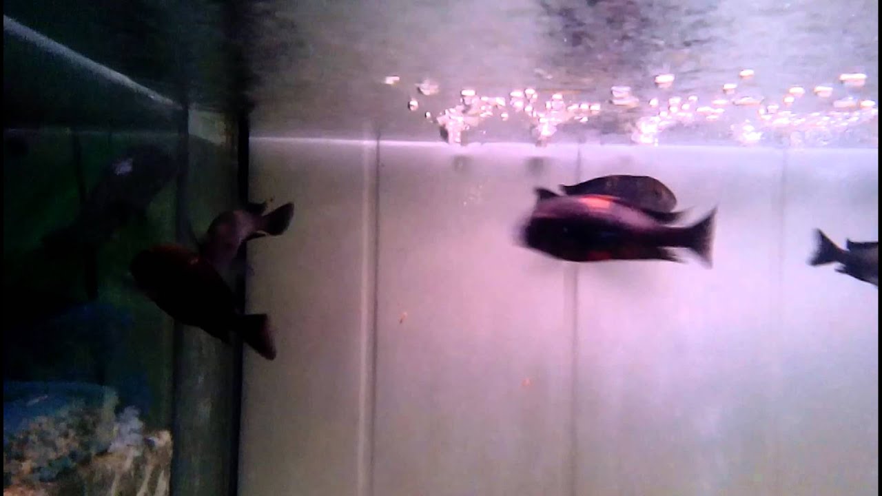 Tropheus Rutunga Tropheus sp black rutunga - YouTube