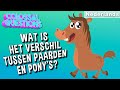 Wat is het verschil tussen paarden en pony&#39;s? | Spirit Samen vrij presenteert KOLOSSALE VRAGEN