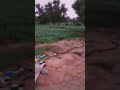 jerman Shepard dog very danger like share subscribe Karo guy's
