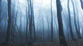 Gentle rain sounds in forest for relaxing and sleep - Rain sound for relaxing and sleep