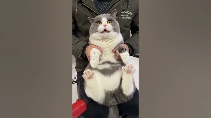 Video 5700091: pets angry cat dog, animal pets angry cat, cat dog pets cute, cats dogs pets funniest, cat cute funny pet