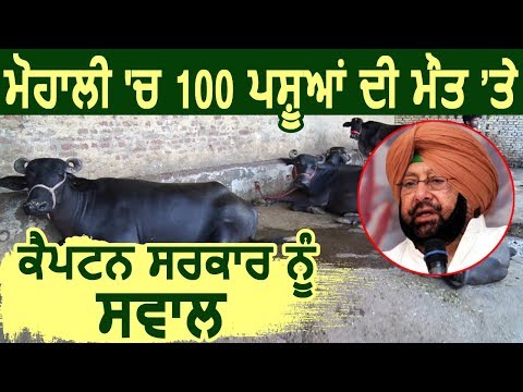 Mohali में 100 पशुओं की हुई Death पर Captain सरकार को सवाल ?