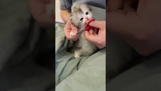 cat pets cats funnycat funny yu