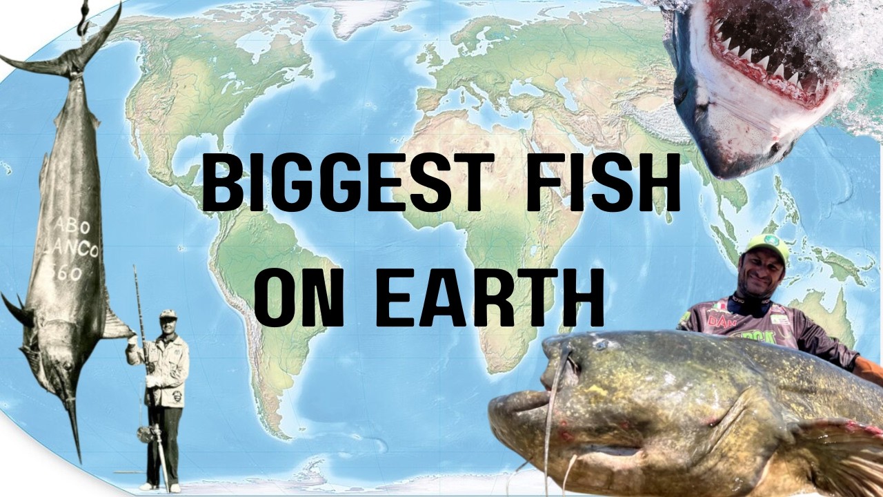 The Biggest Fish Ever Caught (by continent)