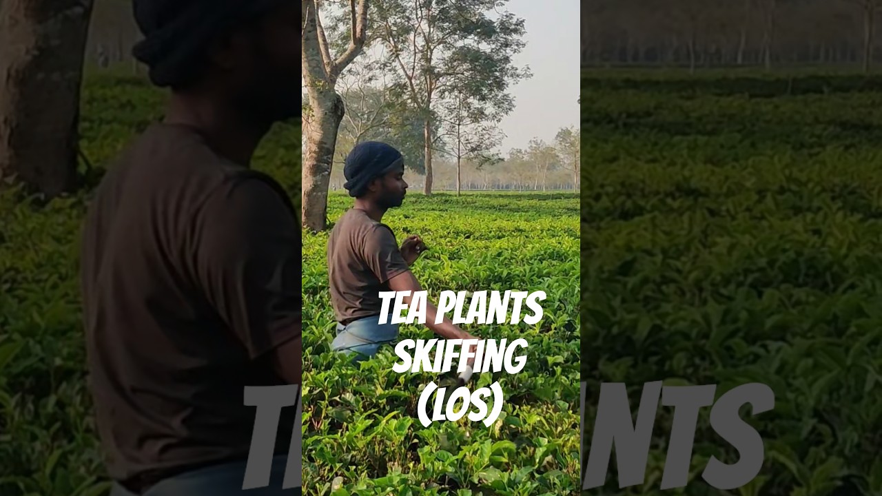 Tea Plants Skiffing (LOS)#pruning #teabush #teaplantation