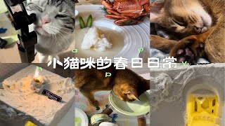 人类爸比生日快乐 | 小猫咪的春日日常✨