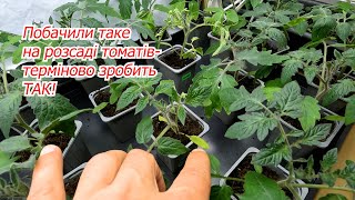 Tomato seedlings began to turn yellow - how to fix it with one watering.