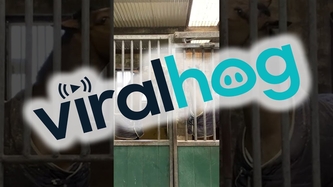 馬がこんな行動を見せるなんて！ 干し草を食べていると？ 「ラブラブだね」 – grape [グレイプ]