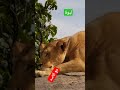 لبوة مع الاسد Mother Lion Wt Baby Lion