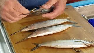 Rigging Ballyhoo with Circle Hooks Not for Marlin