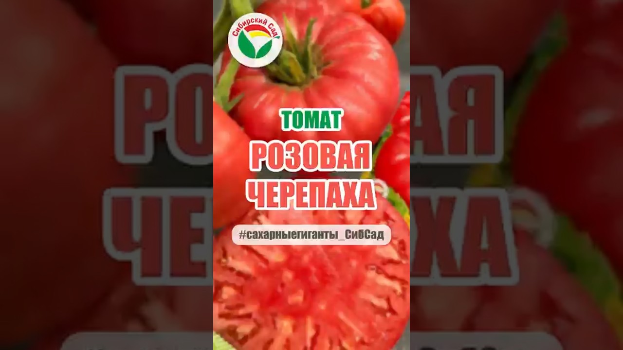 НОВИНКА 🔥 Томат Розовая черепаха