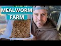 How to Start Your Own Meal Worm Farm to Feed Your Chickens (Part 1)