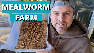 How to Start Your Own Meal Worm Farm to Feed Your Chickens (Part 1)