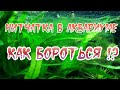 НИТЧАТКА В АКВАРИУМЕ. КАК БОРОТЬСЯ !?