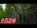 【危険】電線にかかった竹の撤去【#101】