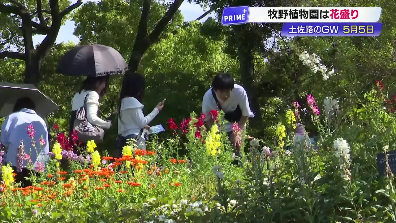 もこ様確認用 高知のGW、新緑まぶしい『牧野植物園』約1万630人が季節の花を堪能