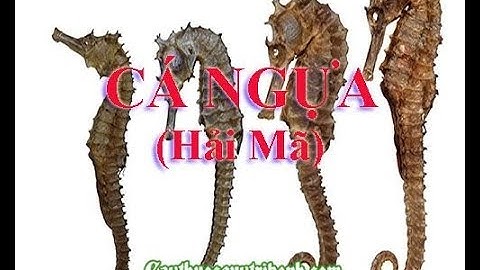 Cá Ngựa - Công dụng và cách phân biệt cá ngựa