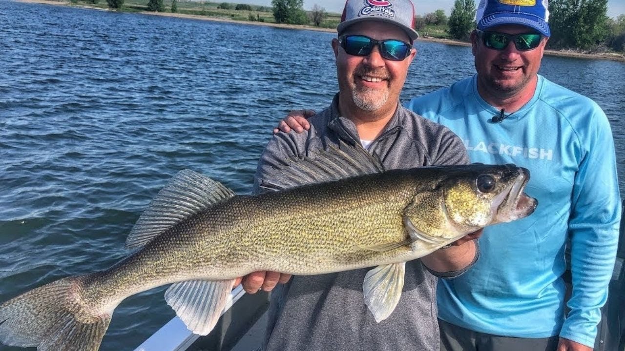 Butterfly Blade Walleye on Lake Sakakawea YouTube