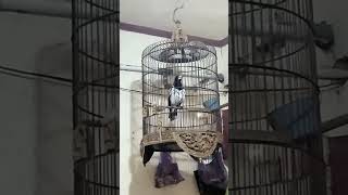 jagal Papua gacor buka ekor menarik emosi jagal yang lain.