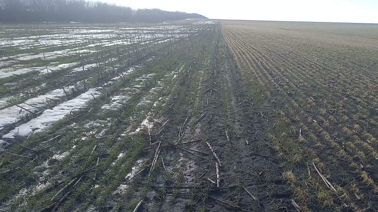 Як працює стерня соняху на озимині 
