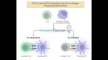 Anti-CTLA-4 Unleashing the Power of T Cells in Combination Immunotherapy