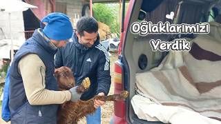 Hayirli Olsun Halep Oğlakları