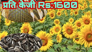 छोटो समयमा मज्जाले आम्दानी हुने सूर्यमुखी खेती कसरी गर्न? ||Sunflower farming