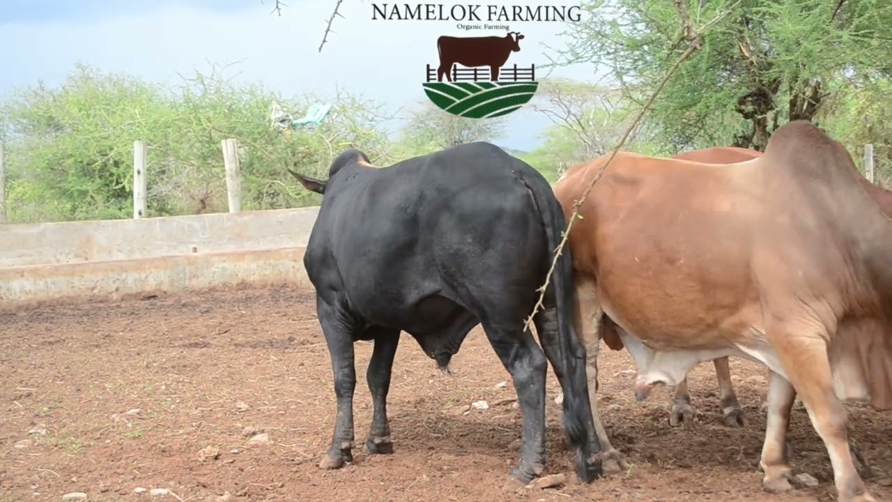 Namelok farm is slightly past Ngatatoek town,breeding bulls available. 