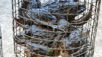 Đặc lợp ếch mồi thuốc tây độc quyền, Đặc xuống ếch vô đầy lợp,,,