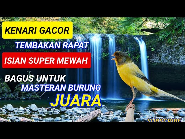 Kenari Gacor | Tembakan Rapat Isian Super Mewah | Masteran Kenari Juara #kenarigacor #kicaumania class=